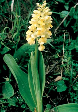 Vrsta Orchis pallens L. (FOTO S. FORENBACHER) Card image cap